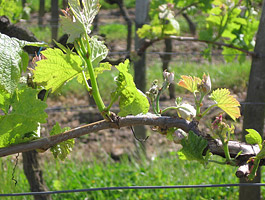 Wines are in flower